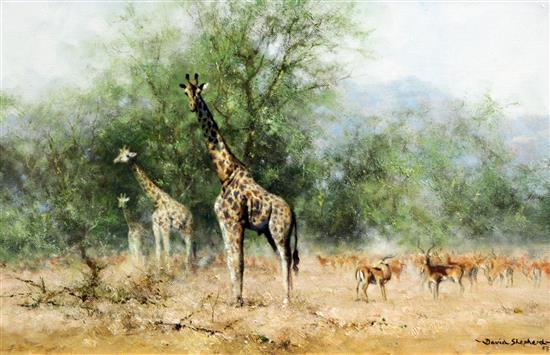§ David Shepherd (1931-) Curiosity, Giraffes and Thomson Gazelles, 13 x 19.5in.